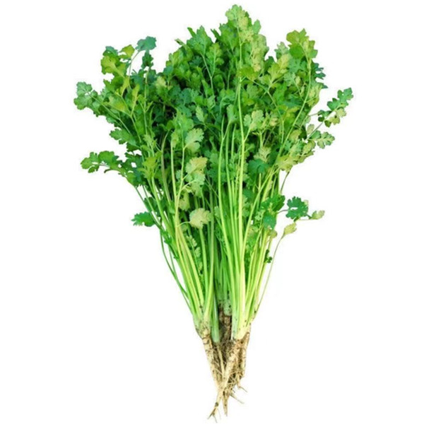 farm fresh coriander - available as 500g & 1kg free shipping